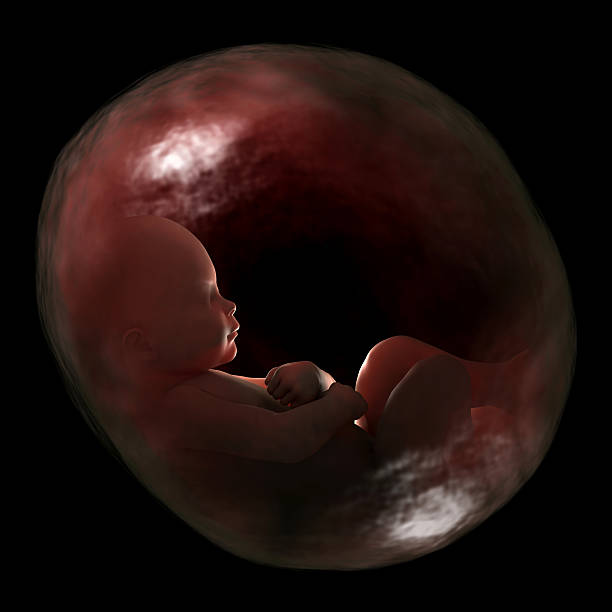 bebe